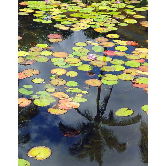 ArtisticPhoto Other - Lily Pond 8 x 10 print